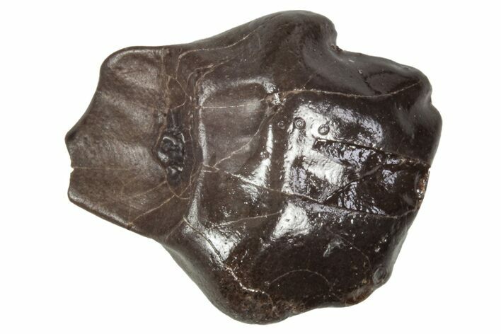 Fossil Nodosaurid (Denversaurus) Tooth - Montana #341033